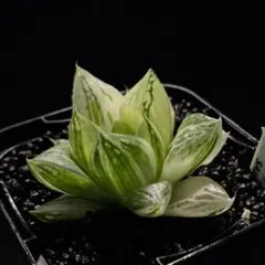 ハオルチア 宝草　錦のサムネイル