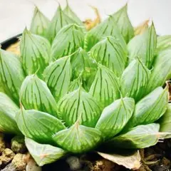 モコ様 リクエスト 4点 まとめ商品