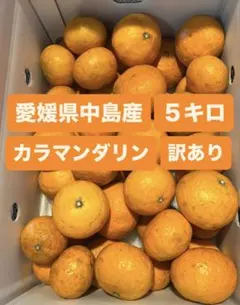 2026年最新】みかんの出品中の人気アイテム - メルカリ