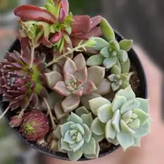 多肉植物 セダム カット苗 詰め合わせ - メルカリ