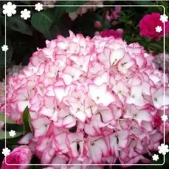 札落ちアウトレット紫陽花 E 挿し芽2年目 アジサイ抜き苗 - メルカリ