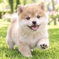 【1198】柴犬 豆柴 ステッカーシール・缶バッジ・キーホルダー