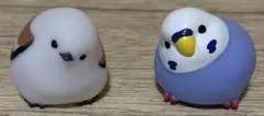 リトルバードライト　シマエナガ・パイドセキセイインコ