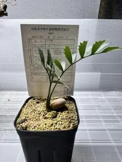 エンセファラルトスホリダスのサムネイル