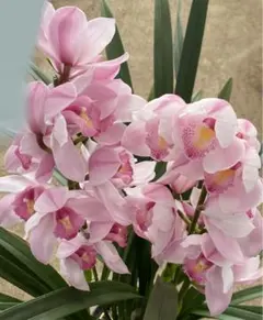 2026年最新】鉢花 シンビジュームの人気アイテム - メルカリ