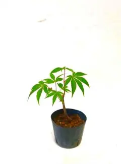 葛さん様 リクエスト 3点 まとめ商品