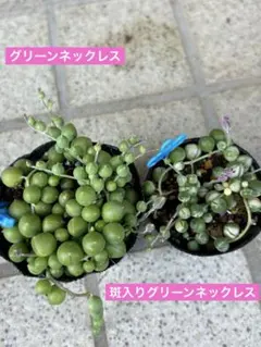多肉植物・グリーンネックレス&斑入りグリーンネックレス抜き苗　青