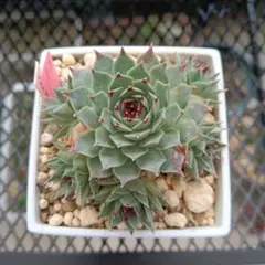 2025年最新】センペル ビウムの人気アイテム - メルカリ