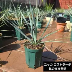 ユッカロストラータ実生5株 - メルカリ