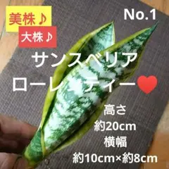 No.1 [뷰티풀 스톡 ♪] 산스벨리아 라우렌티 ♥️