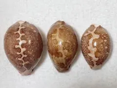 ハナマルユキ1000個 1つ穴あき - メルカリ