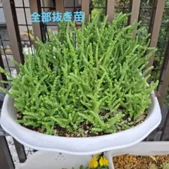 若緑　多肉植物詰め合わせセット。寄せ植えセット。多肉弁当 【全部抜き苗】