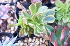 【専用】アエオニウム　綴化18点セット 専用】アエオニウム 綴化18点セット 専用】アエオニウム 綴化18点セット