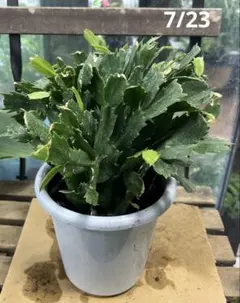 デンマークカクタス　5寸鉢ごと 品種不明苗　植物のサムネイル