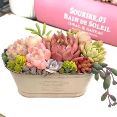 2026年最新】寄せ植え 多肉 そのまま飾れるの人気アイテム - メルカリ