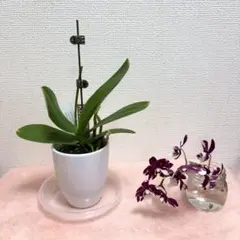 胡蝶蘭 ヨバイボシ　花無し　鉢植え 白い陶器鉢付きのサムネイル