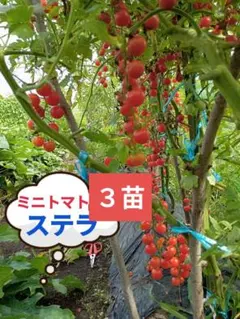 2026年最新】ステラミニトマト 苗の人気アイテム - メルカリ
