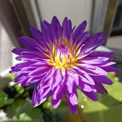 超特大・3株セット】サボテン 抜き苗 3株セット ピンクの花 - メルカリ
