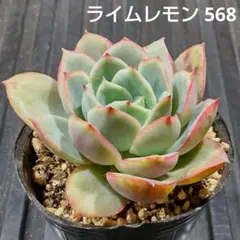 ライムレモン 568 エケベリア 多肉植物 抜き苗 葉に少しキズあり