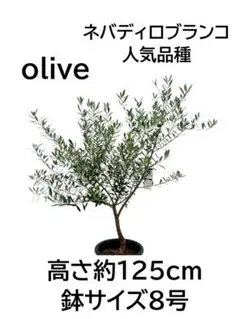 オリーブ オリーブの木 鉢付 ネバディロブランコ 幹太 古木 No.38