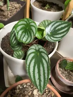 観葉流木付け アスプレニウム マドカズラ シンゴニウム スイカぺぺ リプサリス 観葉流木付け アスプレニウム マドカズラ シンゴニウム スイカぺぺ