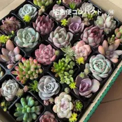 多肉植物カット苗　詰め合わせ　⑱