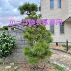 【かっぱ隊長様専用】天目松（テンモクショウ） 枝垂れ赤松