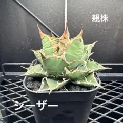 2025年最新】アガベ シーザーの人気アイテム - メルカリ