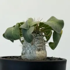 2026年最新】光堂 パキポディウムの人気アイテム - メルカリ