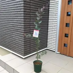 花苗　銀葉アカシア　プルプレア　６号ポット　ミモザアカシア