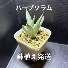 アガベ パープソラム 実生苗 - メルカリ