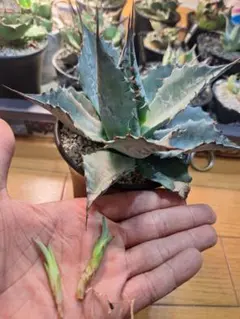 アガベ パラサナ ② 実生 【選抜株 地植え 耐寒性】 - メルカリ