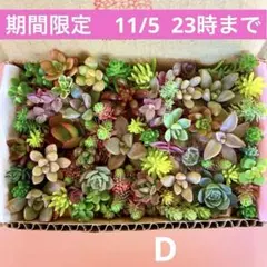 多肉植物　カット苗　詰め合せ　寄せ植えセット　エケベリア　セダム　期間限定　D