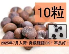 バオバブ Adansonia digitata 種子 10粒 新鮮 最安価格のサムネイル