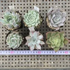 702ぼのぼのさん 抜き苗セット 寄せ植え 多肉植物 ネコポス - メルカリ
