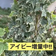 りんちょ様 リクエスト 2点 まとめ商品