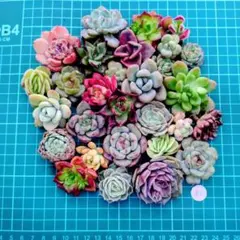 83.多肉植物　カット苗詰め合わせ　韓国苗入り