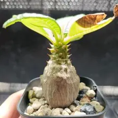 パキポディウム　ウィンゾリー