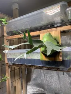 ガッチン様 リクエスト 2点 まとめ商品