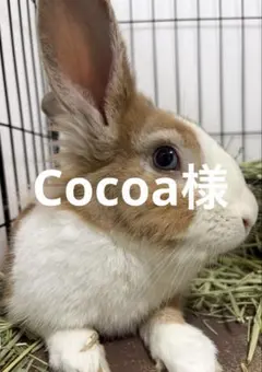 2516 Cocoa様 専用