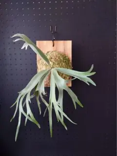 P.willinckii bili bili thunder spore - メルカリ