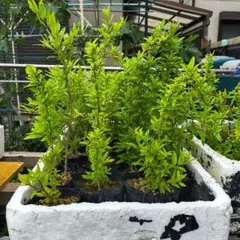 ザクロの苗木 2本セット 農薬不使用 匿名発送 - メルカリ