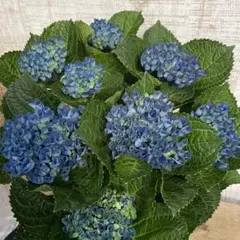 はっさく様専用です♪2点セット！マジカルレボリューション　ビター 紫陽花のサムネイル