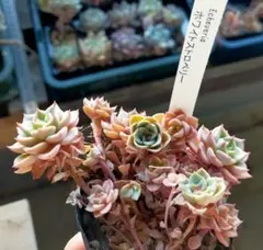 チェリーボンボン ぼのぼのさん苗 抜き苗 - メルカリ