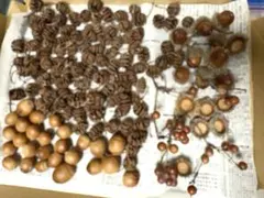 木の実セット 手芸・工作素材　ドライフラワー