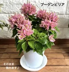 부겐빌레아 모종 모종 화분 및 화분은 각 화분과 함께 배송됩니다.