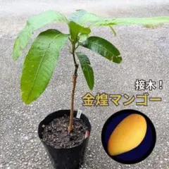 超希少！ケドンドン タヒチモンビン 苗木 収獲経験済 - メルカリ