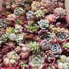 【4】多肉植物カット苗 詰め合わせ 寄せ植えセット■SALE■