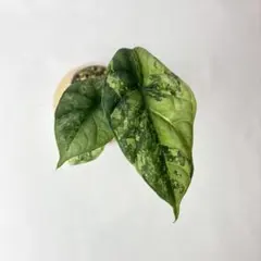 アロカシア マハラニ アルボバリエガータ - メルカリ