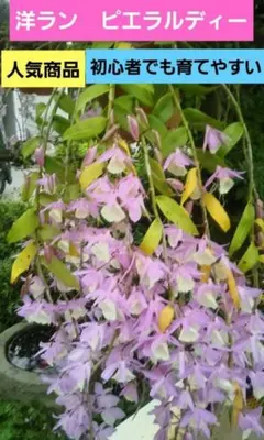 2026年最新】デンドロビウム ピエラルディの人気アイテム - メルカリ